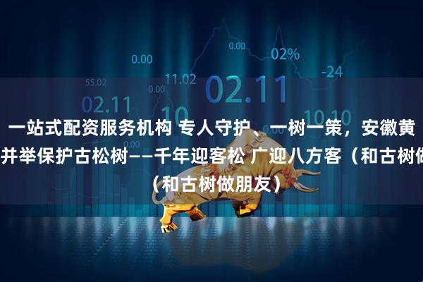 一站式配资服务机构 专人守护、一树一策，安徽黄山多措并举保护古松树——千年迎客松 广迎八方客（和古树做朋友）